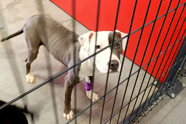 Znaleziono psa, Wałbrzych, 10 kwietnia 2026