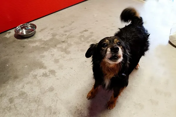 Znaleziono psa, Wałbrzych, 13 kwietnia 2026