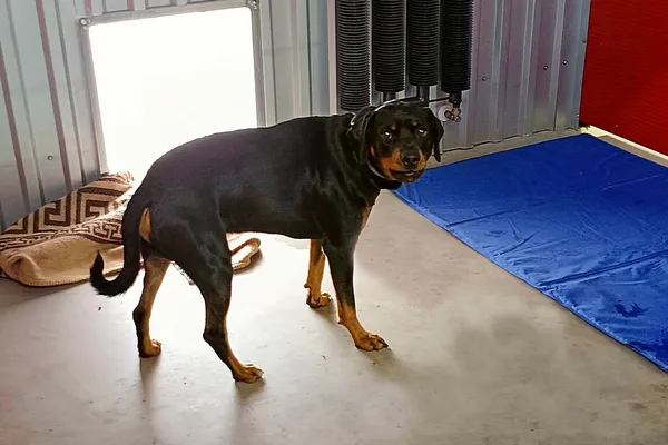 Znaleziono psa, Wałbrzych, 10 kwietnia 2026