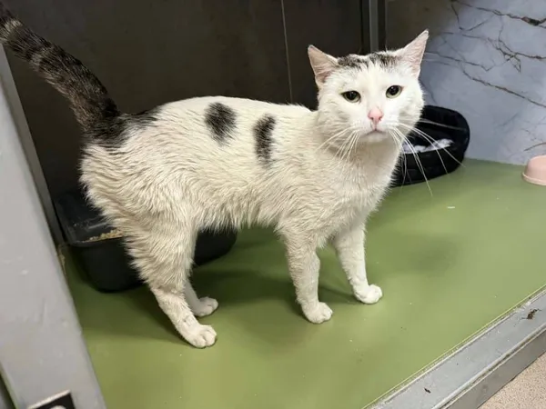 Znaleziono kota, Chojnice, 13 kwietnia 2026