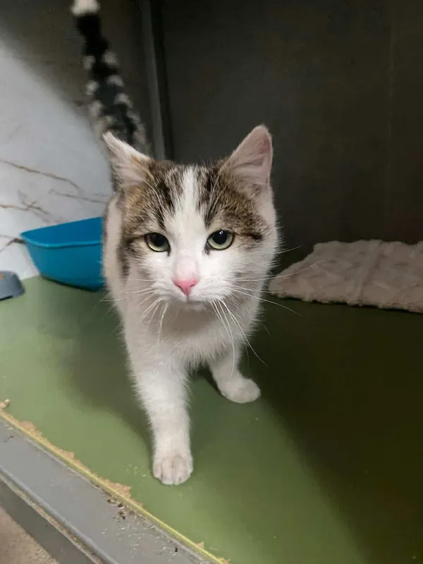 Znaleziono kota, Chojnice, 13 kwietnia 2026