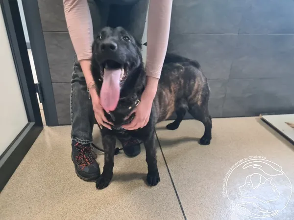 Znaleziono psa, Chełmek, 15 kwietnia 2026