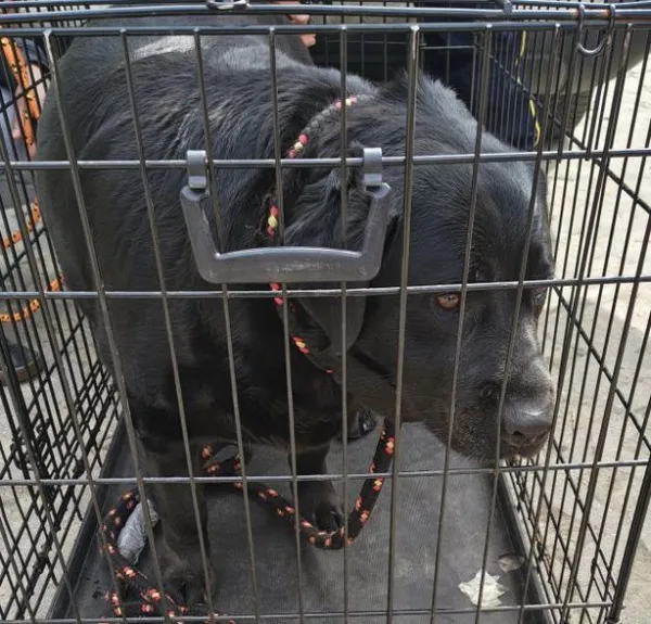 Znaleziono psa, Radom, 14 kwietnia 2026