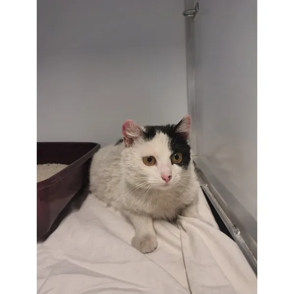 Znaleziono kota, Białystok, 14 kwietnia 2026