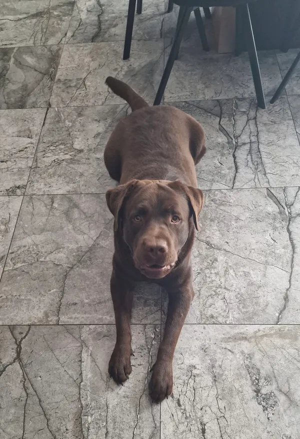 Zaginął pies, Cielimowo, 15 kwietnia 2026