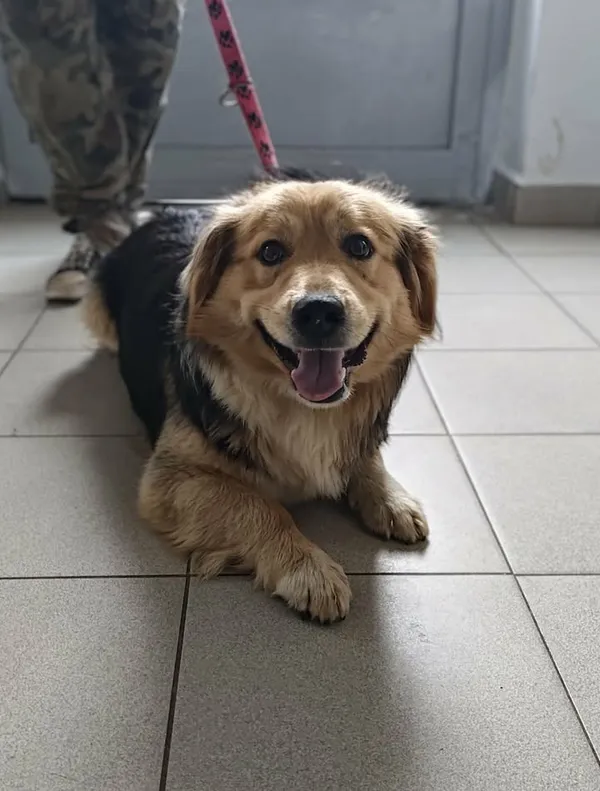 Znaleziono psa, Lublin, 15 kwietnia 2026