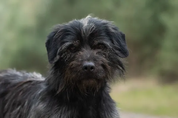 Pies do adopcji, Nowodwór, 15 kwietnia 2026 (1/5)