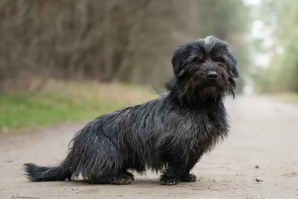 Pies do adopcji, Nowodwór, 15 kwietnia 2026 (3/5)