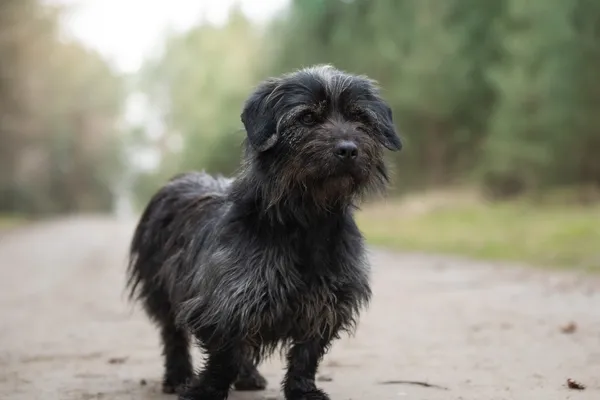 Pies do adopcji, Nowodwór, 15 kwietnia 2026 (4/5)