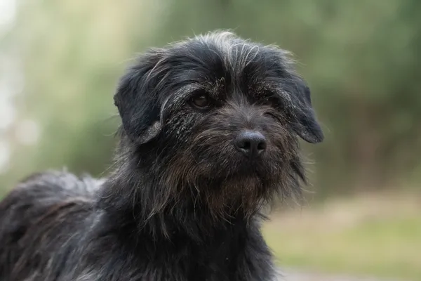 Pies do adopcji, Nowodwór, 15 kwietnia 2026 (5/5)