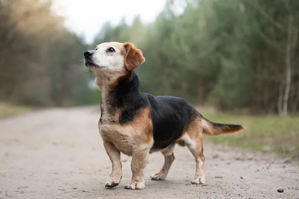 Pies do adopcji, Nowodwór, 15 kwietnia 2026 (1/5)