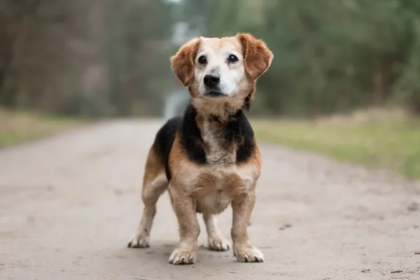 Pies do adopcji, Nowodwór, 15 kwietnia 2026 (2/5)