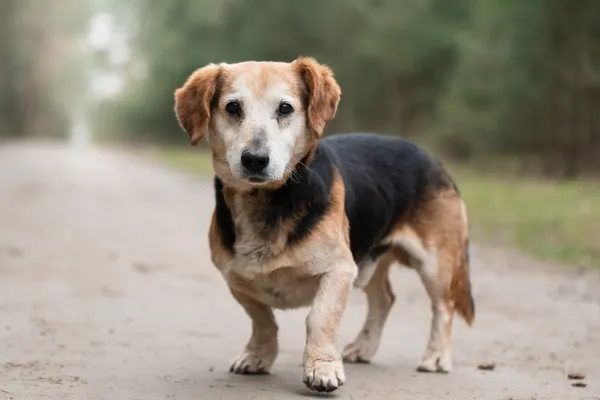 Pies do adopcji, Nowodwór, 15 kwietnia 2026 (3/5)