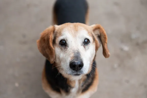 Pies do adopcji, Nowodwór, 15 kwietnia 2026 (4/5)