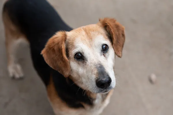 Pies do adopcji, Nowodwór, 15 kwietnia 2026 (5/5)