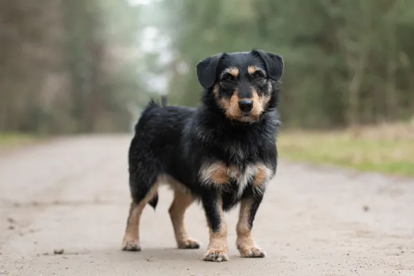 Pies do adopcji, Nowodwór, 15 kwietnia 2026 (1/5)