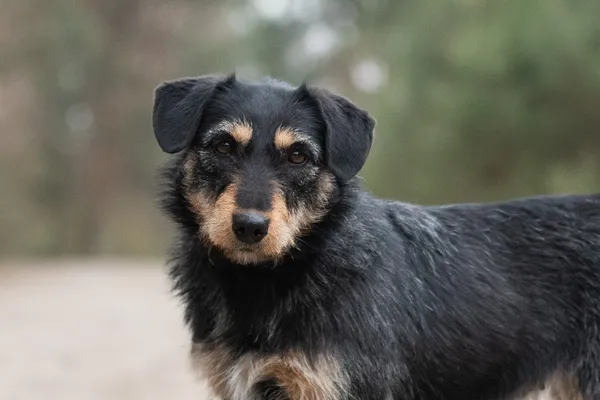 Pies do adopcji, Nowodwór, 15 kwietnia 2026 (3/5)