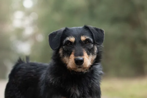 Pies do adopcji, Nowodwór, 15 kwietnia 2026 (5/5)