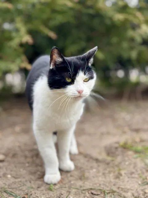 Kot do adopcji, Piła, 19 lutego 2026