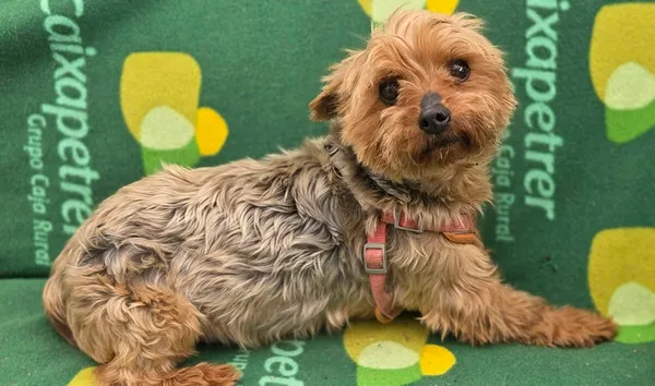 Pies do adopcji, Zgierz, 15 kwietnia 2026 (1/5)