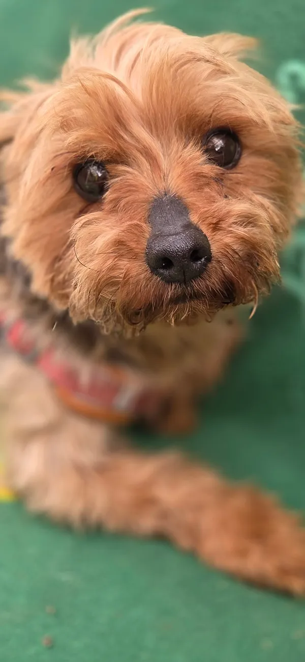 Pies do adopcji, Zgierz, 15 kwietnia 2026 (2/5)