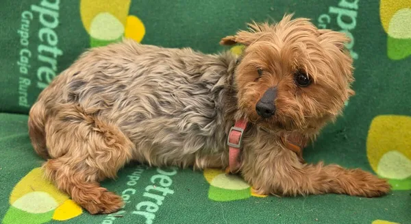 Pies do adopcji, Zgierz, 15 kwietnia 2026 (3/5)