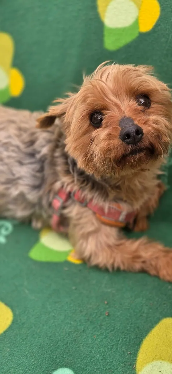 Pies do adopcji, Zgierz, 15 kwietnia 2026 (4/5)