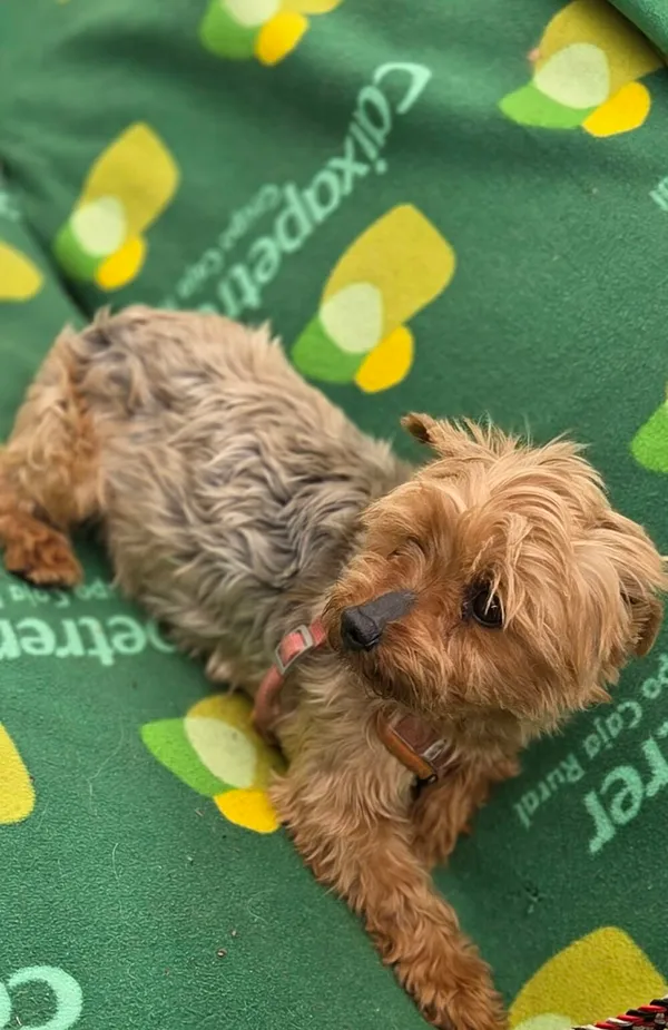 Pies do adopcji, Zgierz, 15 kwietnia 2026 (5/5)