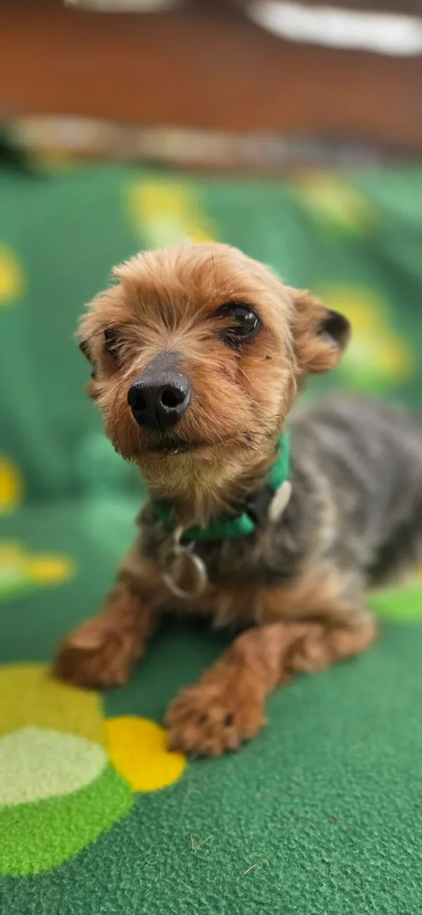 Pies do adopcji, Zgierz, 15 kwietnia 2026 (1/5)