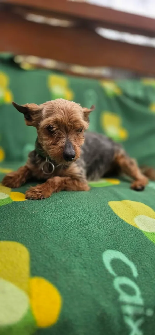 Pies do adopcji, Zgierz, 15 kwietnia 2026 (2/5)