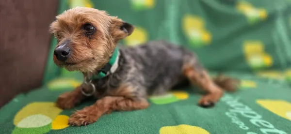 Pies do adopcji, Zgierz, 15 kwietnia 2026 (3/5)