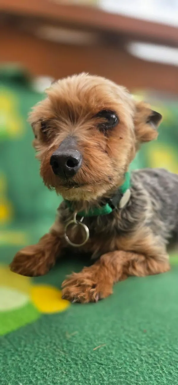 Pies do adopcji, Zgierz, 15 kwietnia 2026 (4/5)