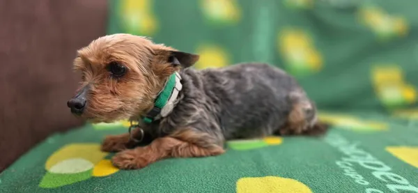 Pies do adopcji, Zgierz, 15 kwietnia 2026 (5/5)