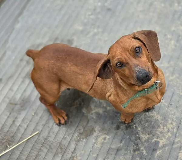 Pies do adopcji, Zgierz, 15 kwietnia 2026 (2/4)