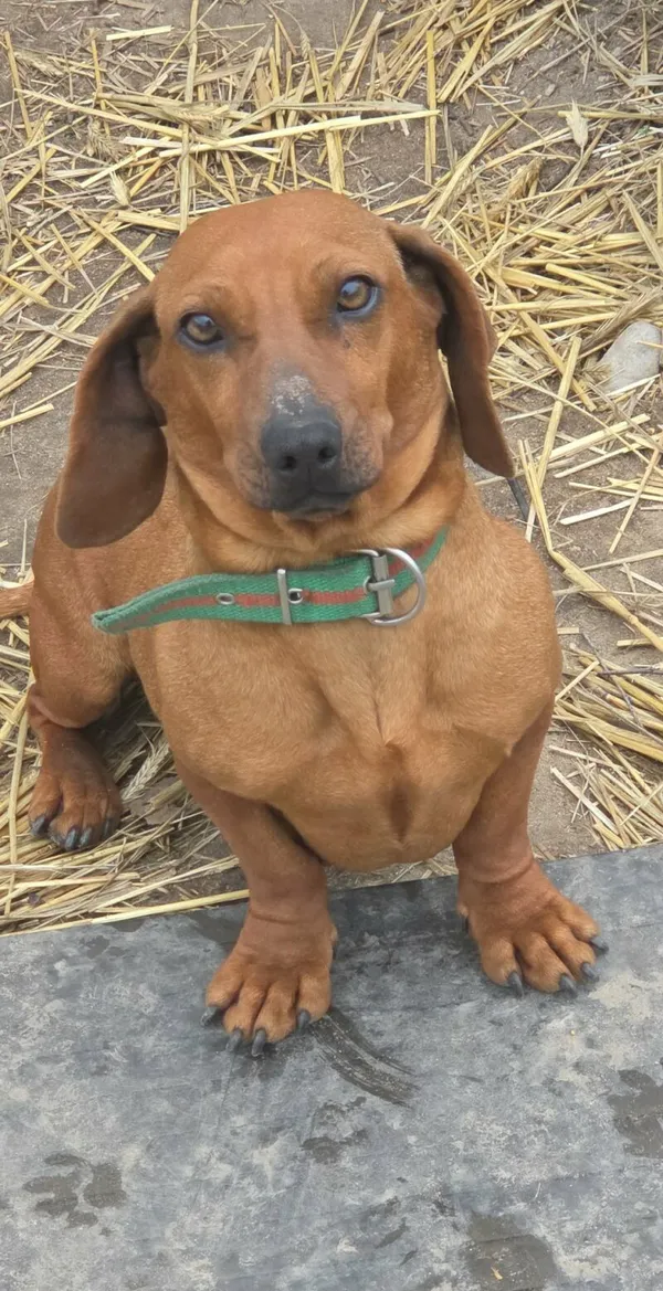 Pies do adopcji, Zgierz, 15 kwietnia 2026 (3/4)