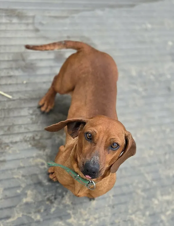 Pies do adopcji, Zgierz, 15 kwietnia 2026 (4/4)