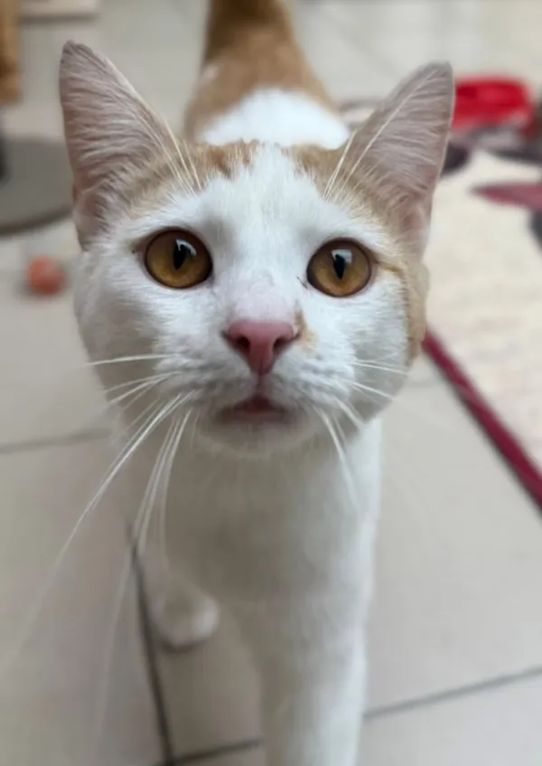 Kot do adopcji, Bydgoszcz, 15 kwietnia 2026 (1/2)