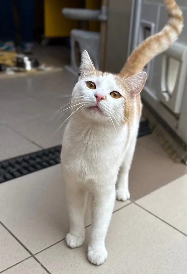 Kot do adopcji, Bydgoszcz, 15 kwietnia 2026 (2/2)