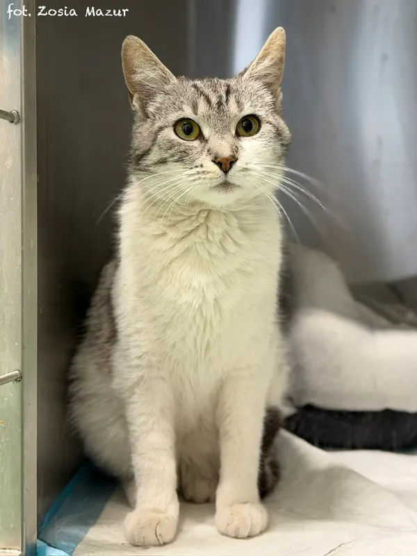 Kot do adopcji, Bydgoszcz, 15 kwietnia 2026 (1/5)