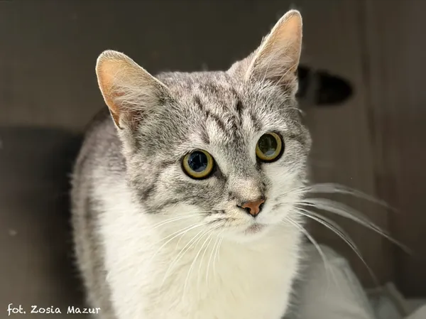 Kot do adopcji, Bydgoszcz, 15 kwietnia 2026 (2/5)