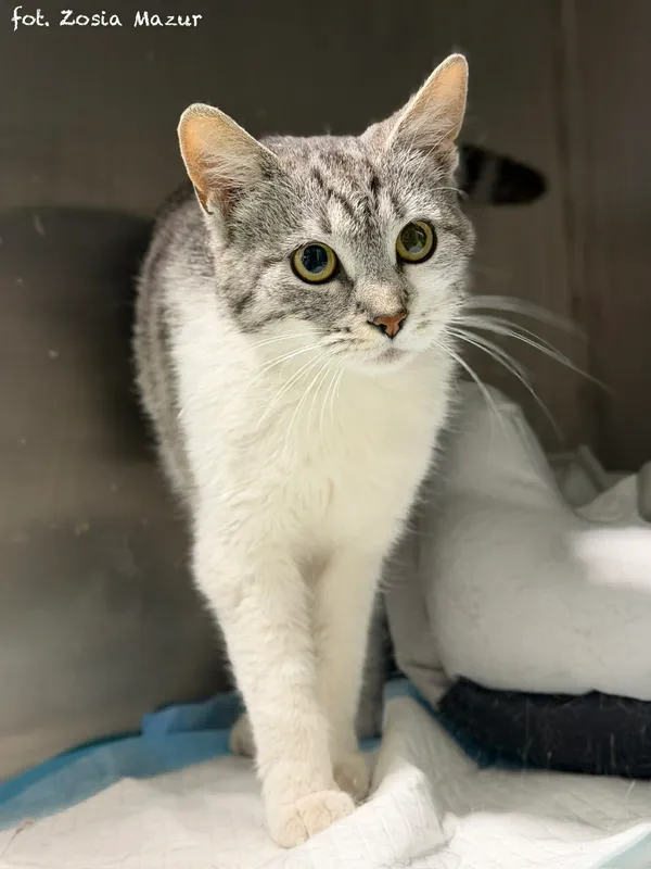 Kot do adopcji, Bydgoszcz, 15 kwietnia 2026 (4/5)