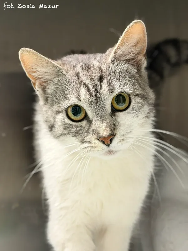 Kot do adopcji, Bydgoszcz, 15 kwietnia 2026 (5/5)