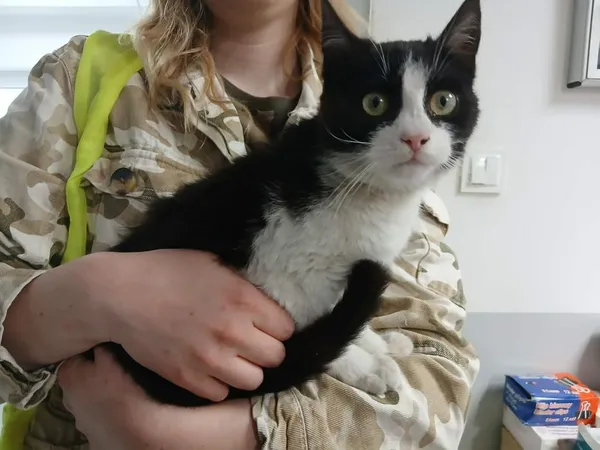 Znaleziono kota, Toruń, 15 kwietnia 2026