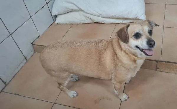 Znaleziono psa, Toruń, 14 kwietnia 2026