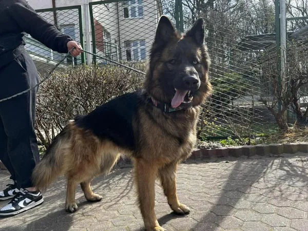 Znaleziono psa, Toruń, 13 kwietnia 2026