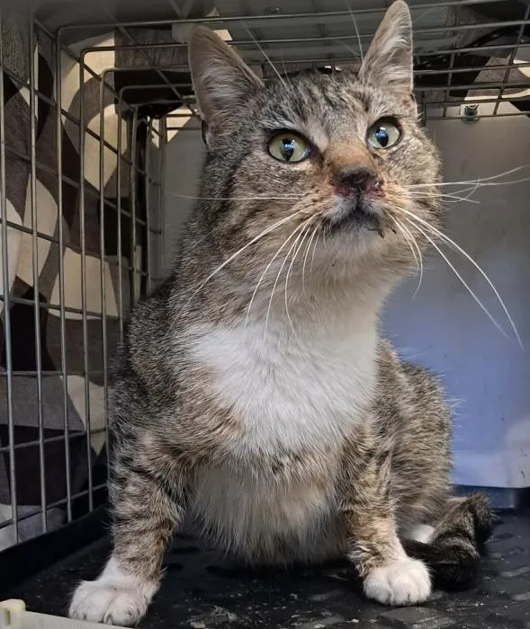 Znaleziono kota, Toruń, 12 kwietnia 2026