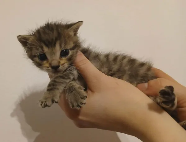 Znaleziono kota, Toruń, 11 kwietnia 2026