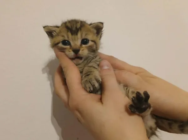 Znaleziono kota, Toruń, 11 kwietnia 2026