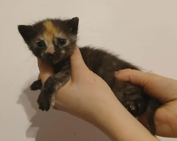 Znaleziono kota, Toruń, 11 kwietnia 2026