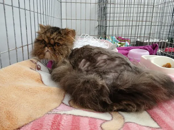 Znaleziono kota, Toruń, 11 kwietnia 2026